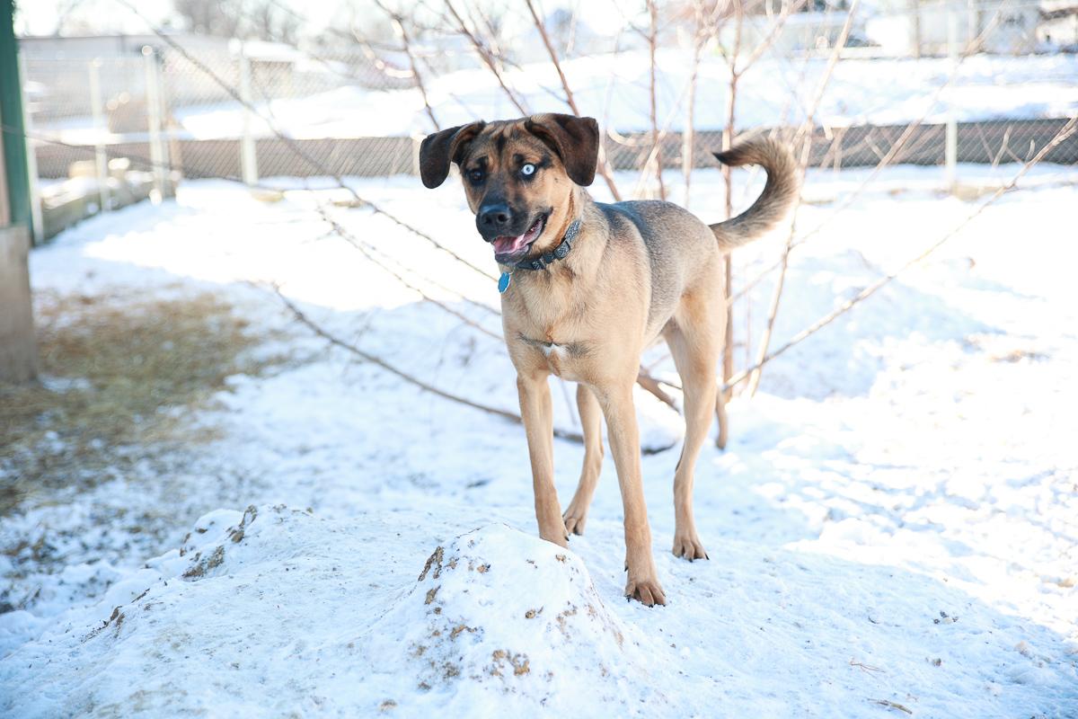 Enlarge Tater, a Adoptable mixed breed in Loogootee, IN image 2/5
