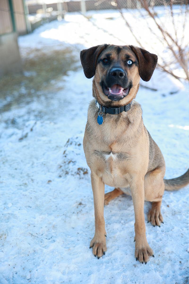 Tater, Adoptable, Adult Female Hound & Shepherd.