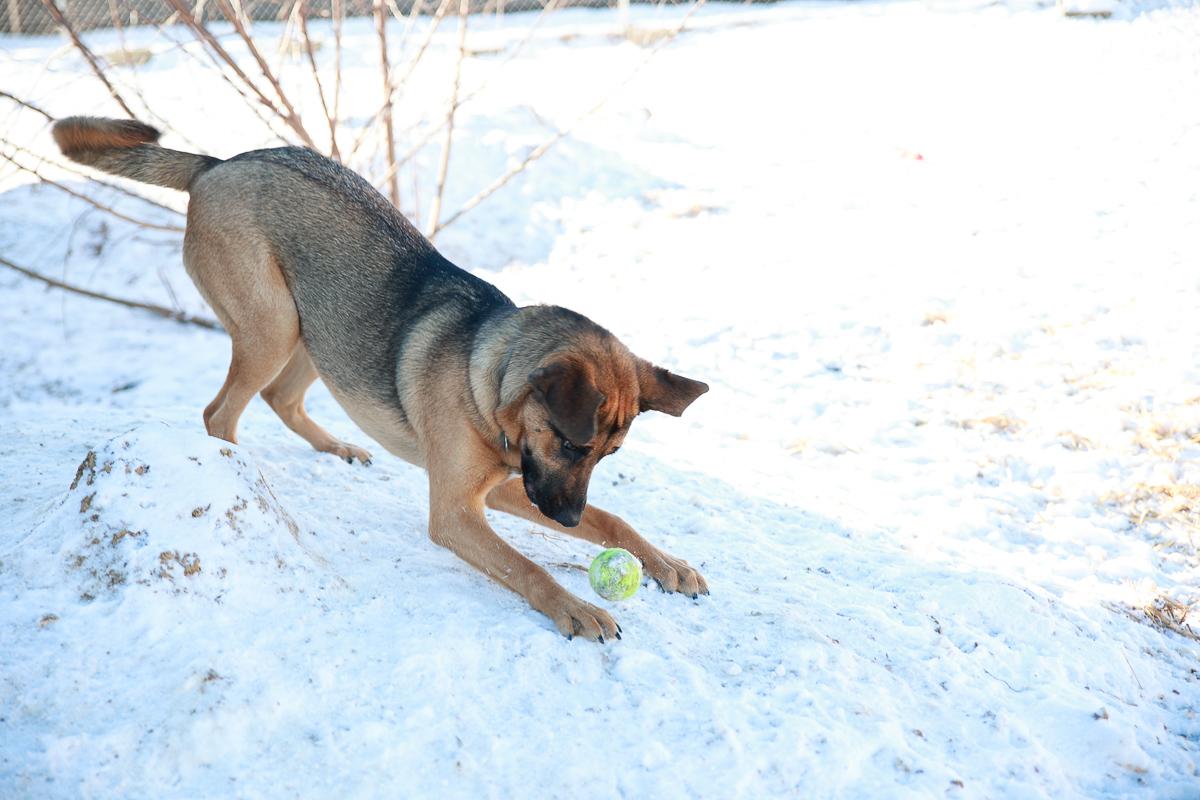 Enlarge Tater, a Adoptable mixed breed in Loogootee, IN image 4/5