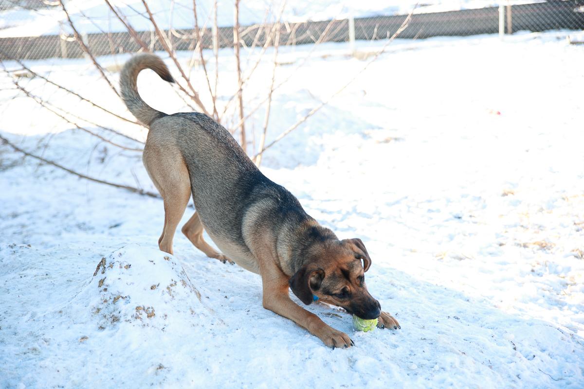Enlarge Tater, a Adoptable mixed breed in Loogootee, IN image 3/5