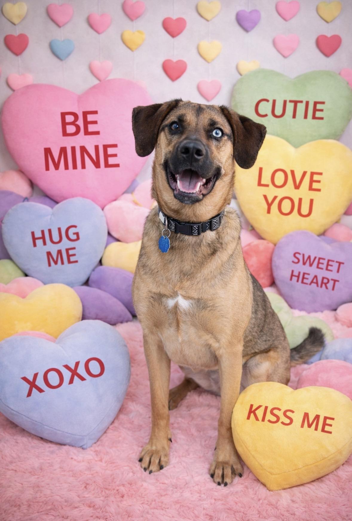 Enlarge Tater, a Adoptable mixed breed in Loogootee, IN image 1/5