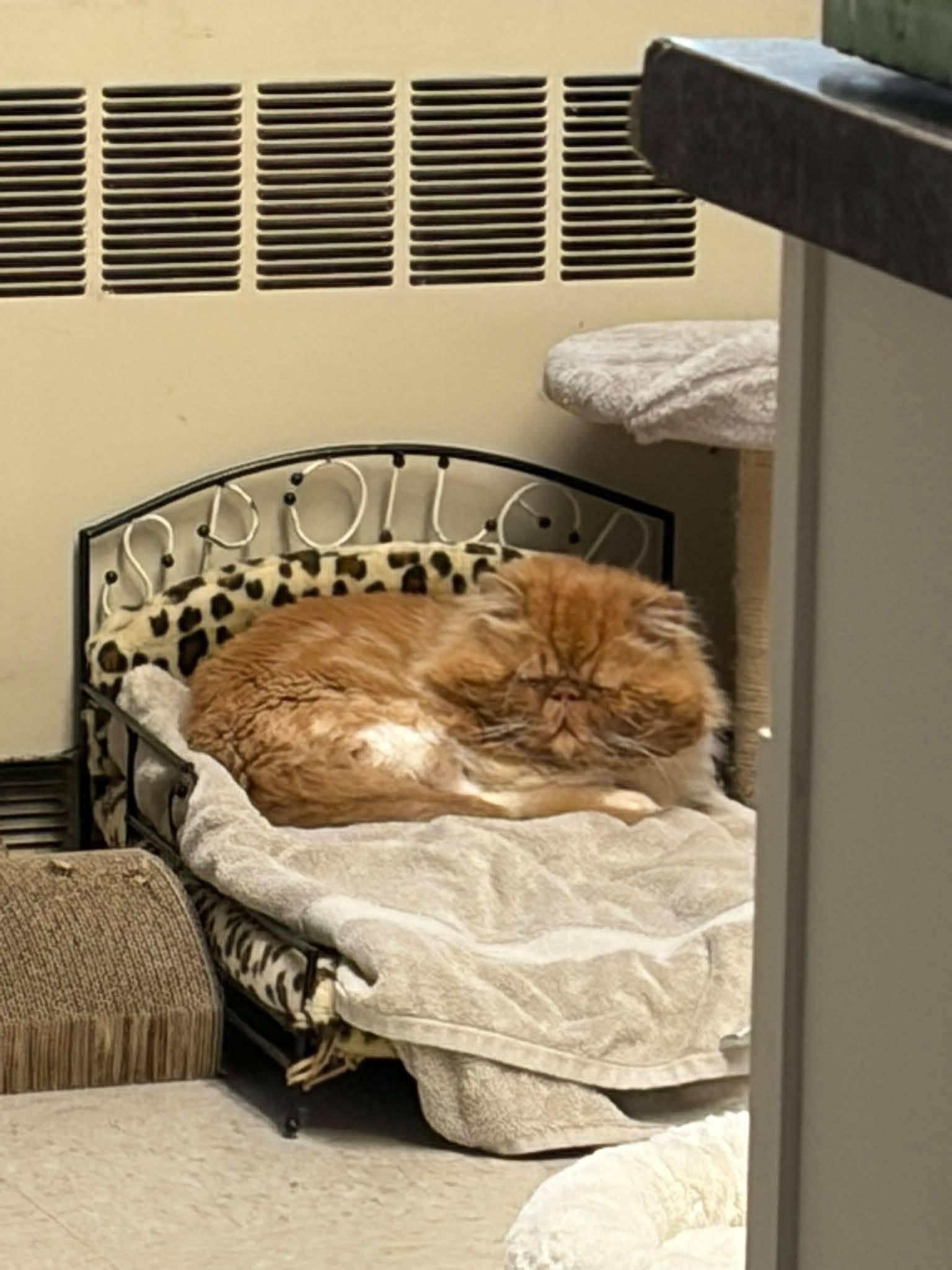 Lenoard, ADOPTABLE, Young Male Persian.