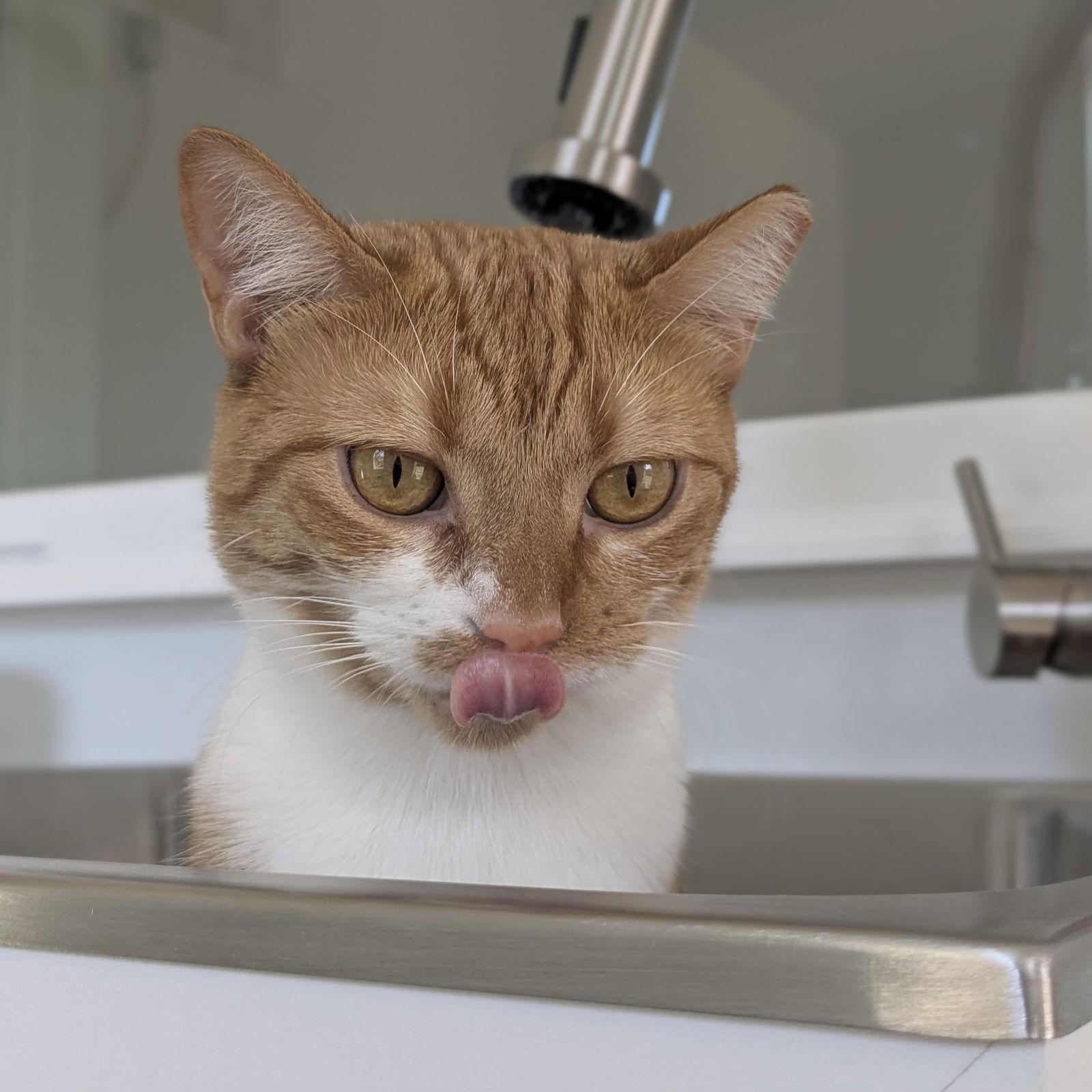 Digit & Shug, Adoptable, Adult Female Domestic Short Hair.