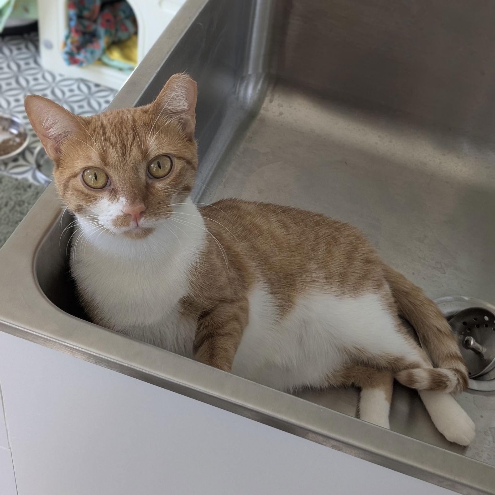 Enlarge Digit & Shug, a Adoptable Domestic Short Hair in Dripping Springs, TX image 2/2