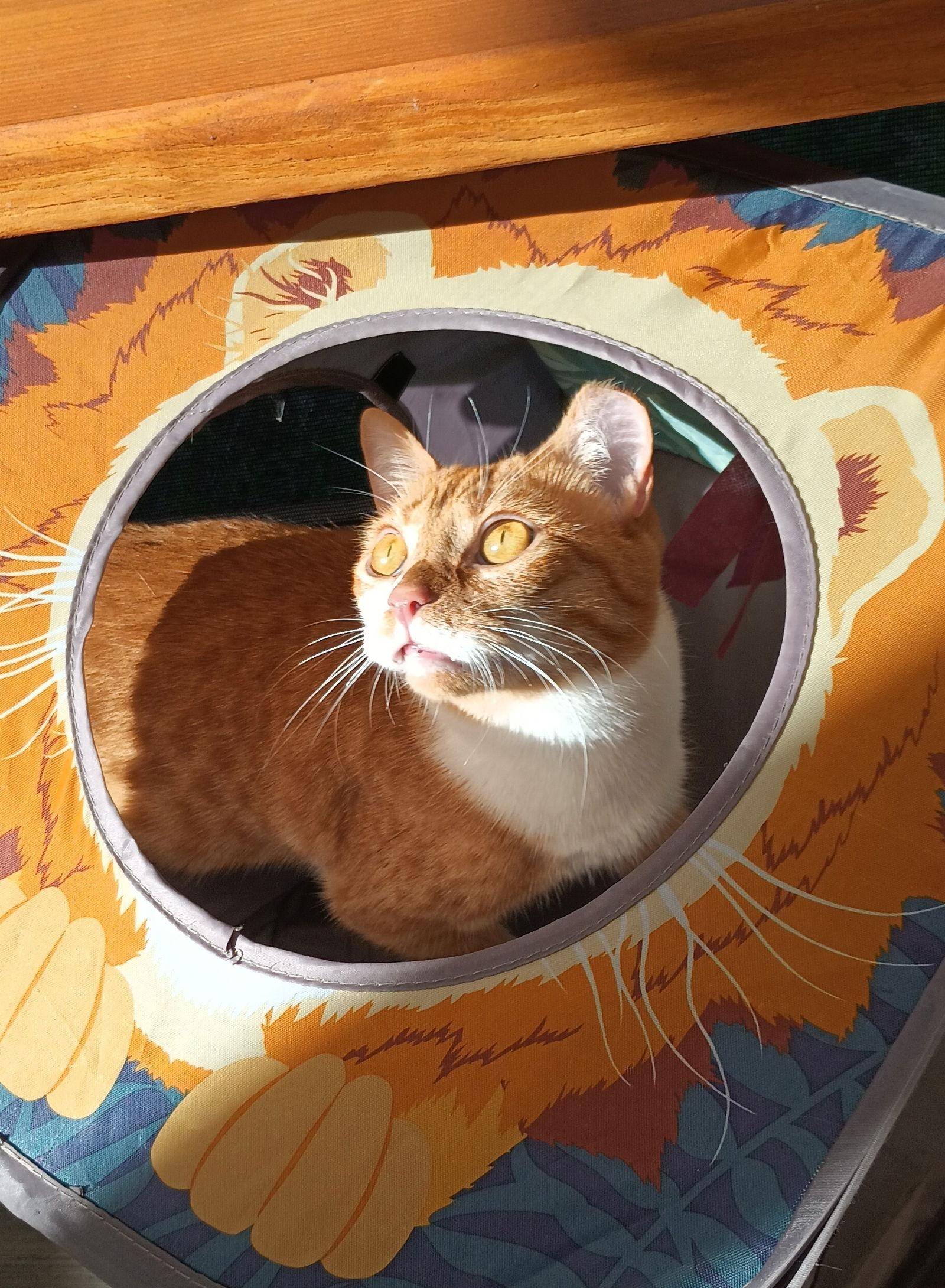 Digit & Shug, a Adoptable Domestic Short Hair in Dripping Springs, TX image 1/3