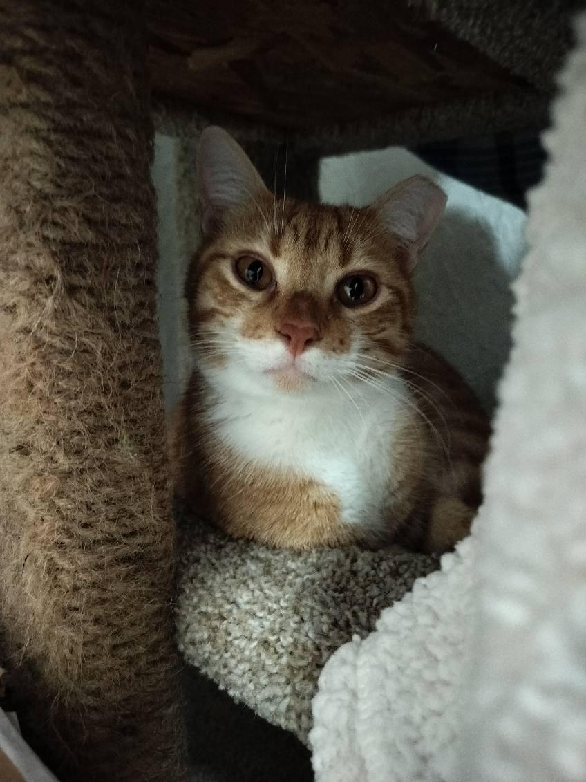 Digit & Shug, a Adoptable Domestic Short Hair in Dripping Springs, TX image 2/3