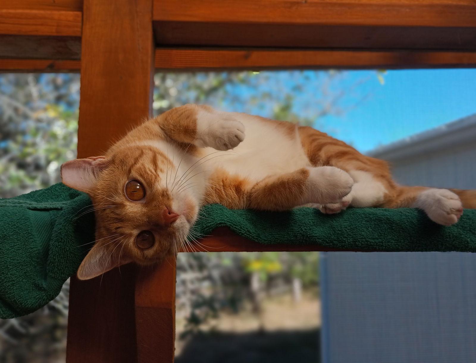 Digit & Shug, a Adoptable Domestic Short Hair in Dripping Springs, TX image 3/3