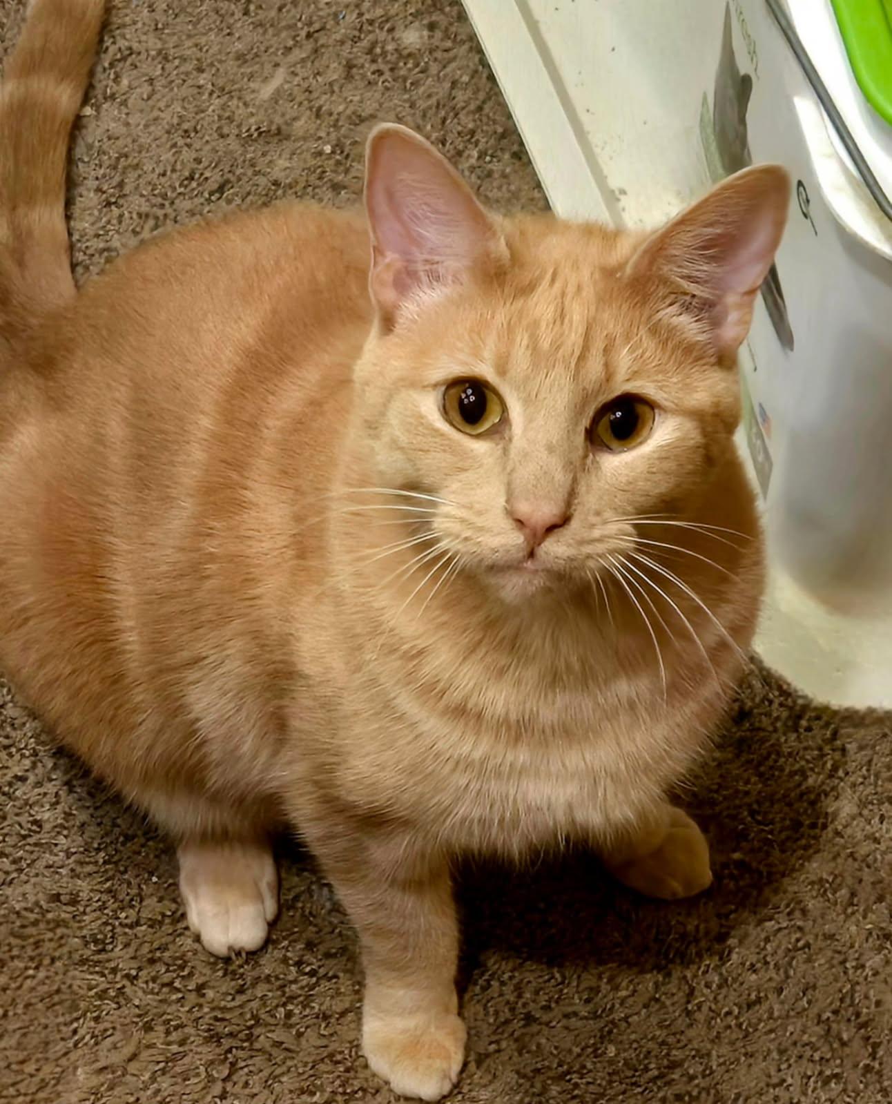 Carlos & Earl **Bonded Pair, Adoptable, Adult Male Domestic Short Hair & Manx.