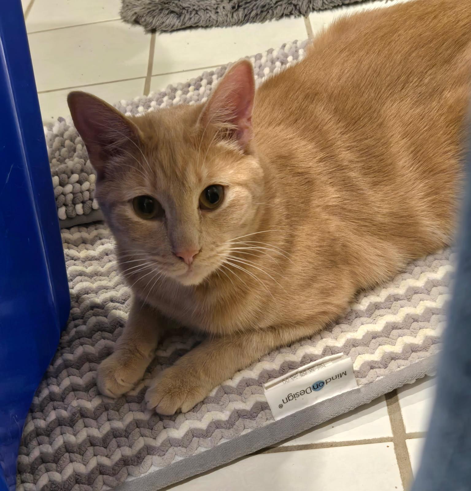 Carlos & Earl **Bonded Pair, a Adoptable mixed breed in Blaine, MN image 4/4