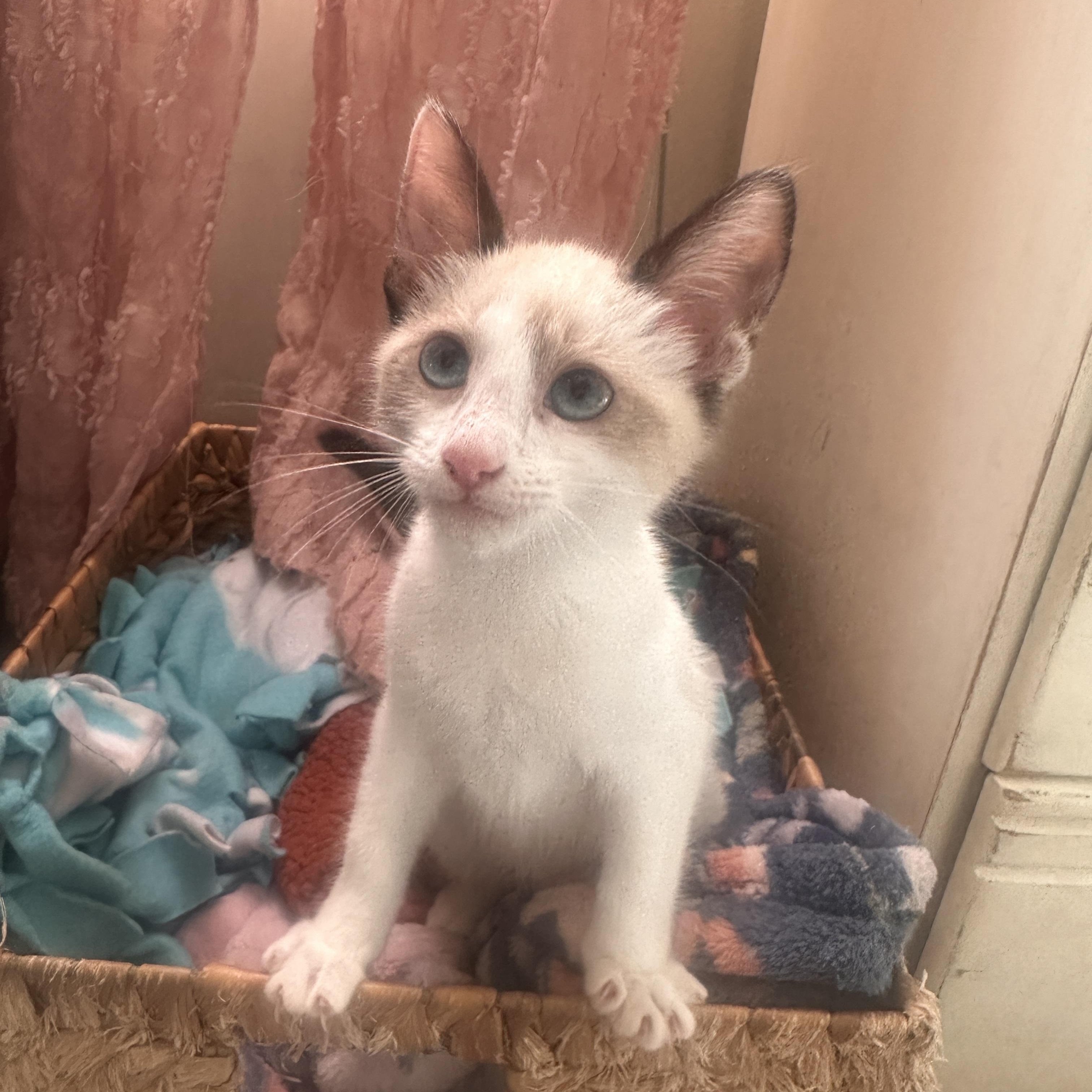 Enlarge Cindy Lou Who, a Adoptable mixed breed in Orange, CA image 4/5