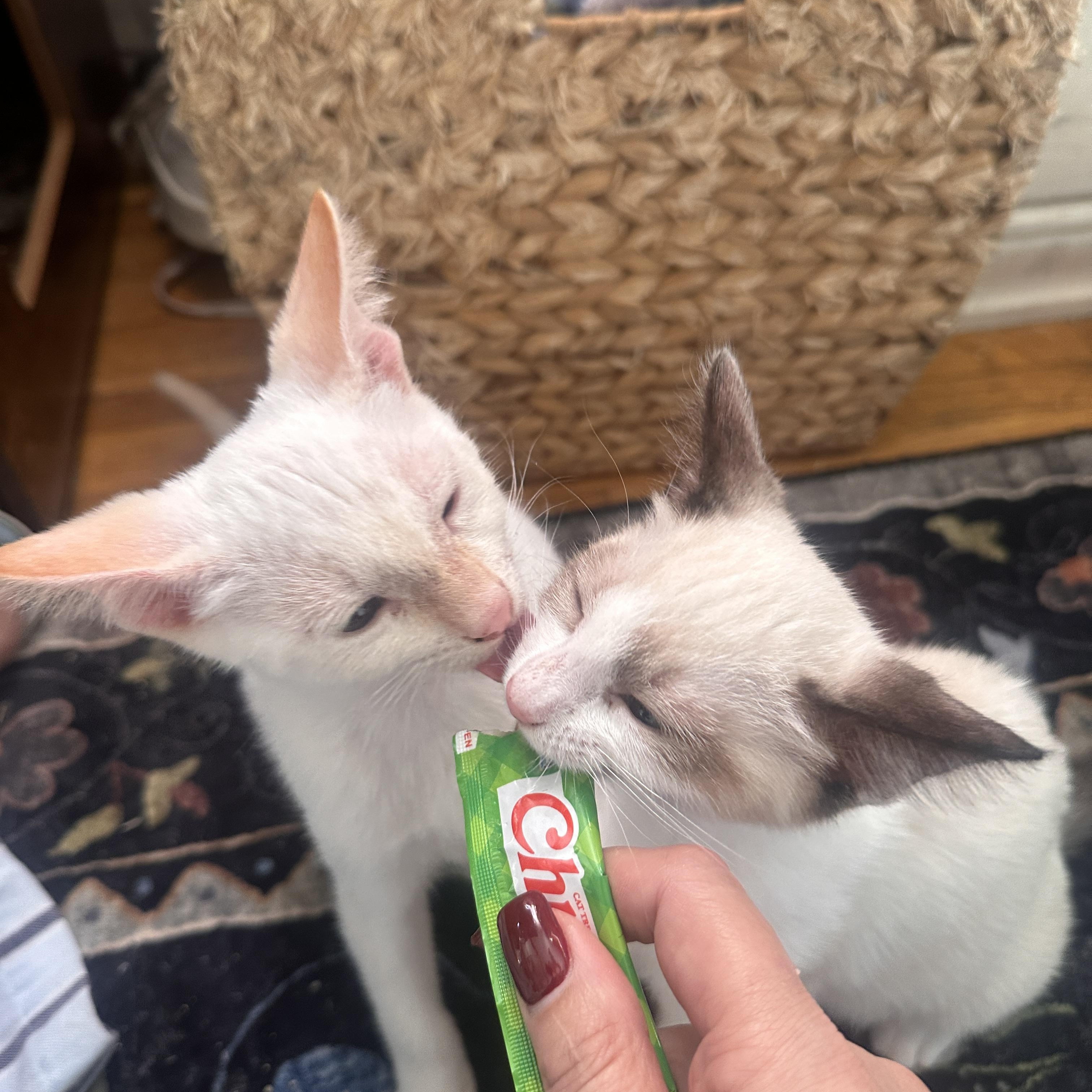 Cindy Lou Who, an adoptable Snowshoe, Siamese in Orange, CA, 92866 | Photo Image 5