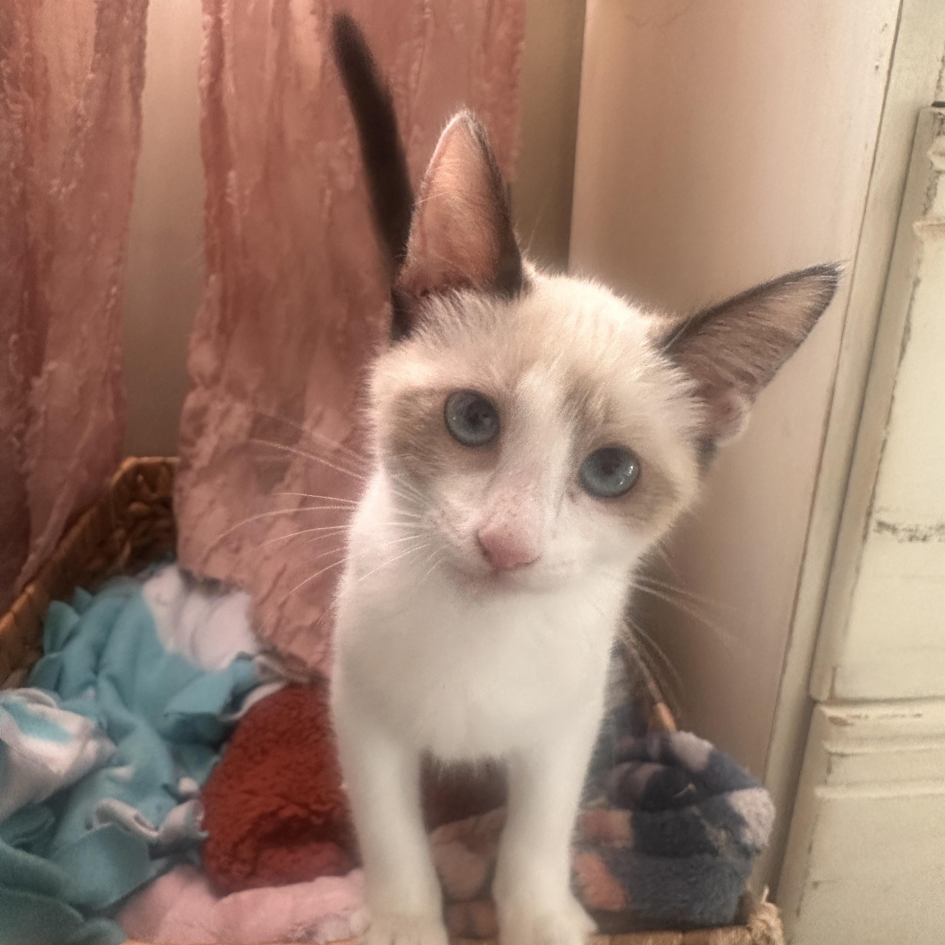 Enlarge Cindy Lou Who, a Adoptable mixed breed in Orange, CA image 2/5