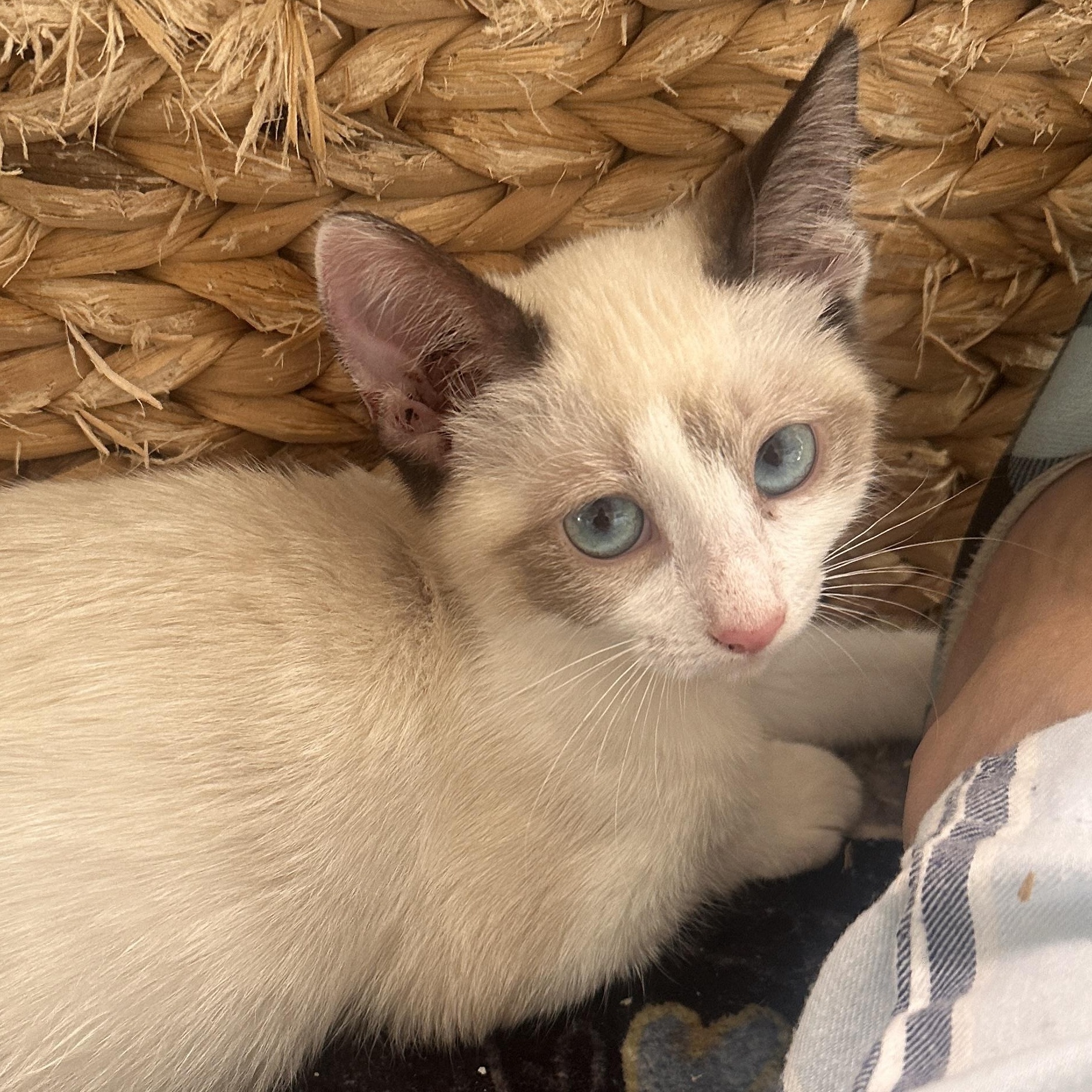 Cindy Lou Who, Adoptable, Kitten Female Snowshoe & Siamese.