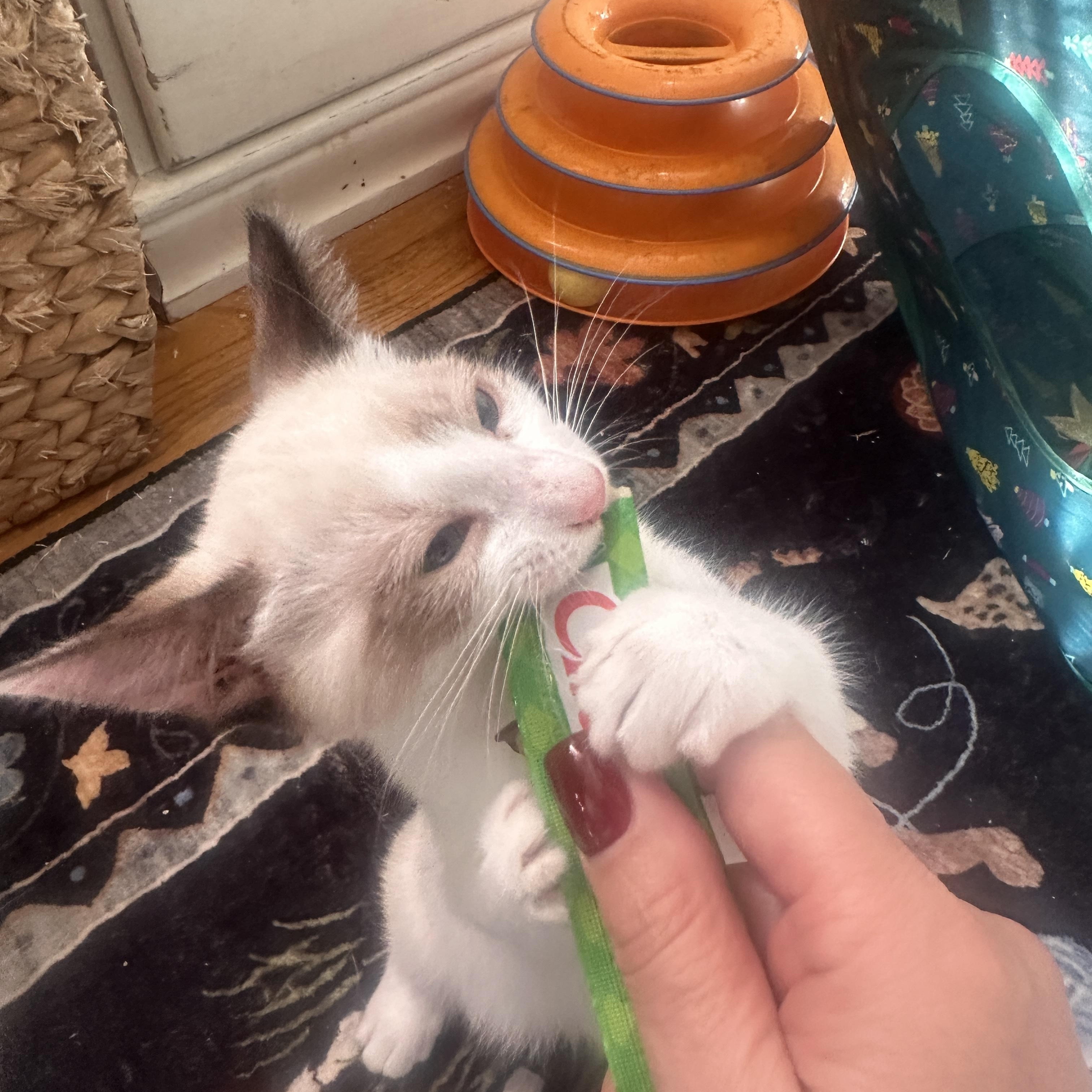 Enlarge Cindy Lou Who, a Adoptable mixed breed in Orange, CA image 3/5