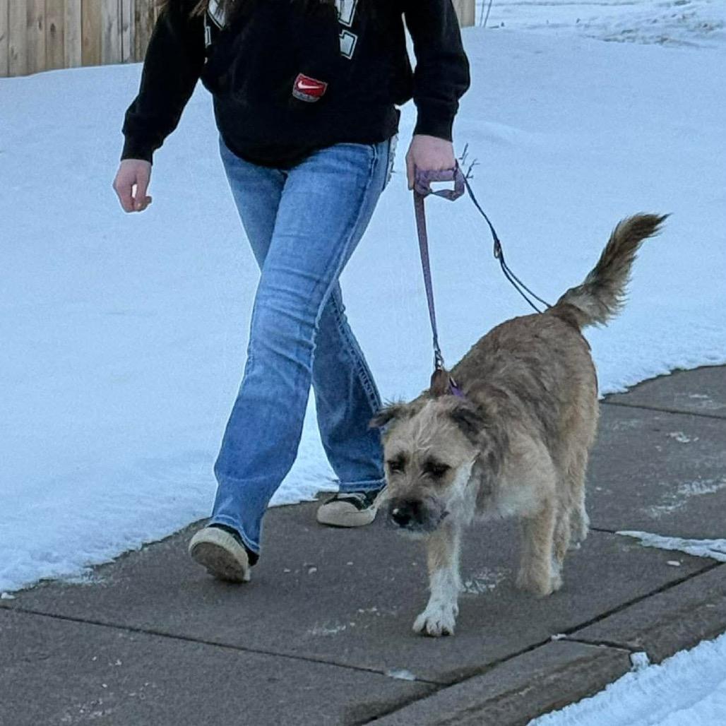 Enlarge Lexie, a Adoptable mixed breed in Tomah, WI image 2/6