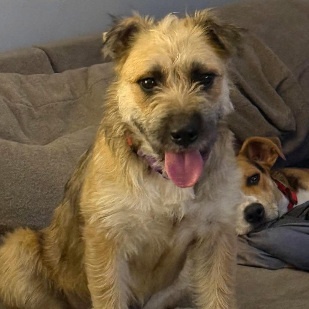 Enlarge Lexie, a Adoptable mixed breed in Tomah, WI image 3/6