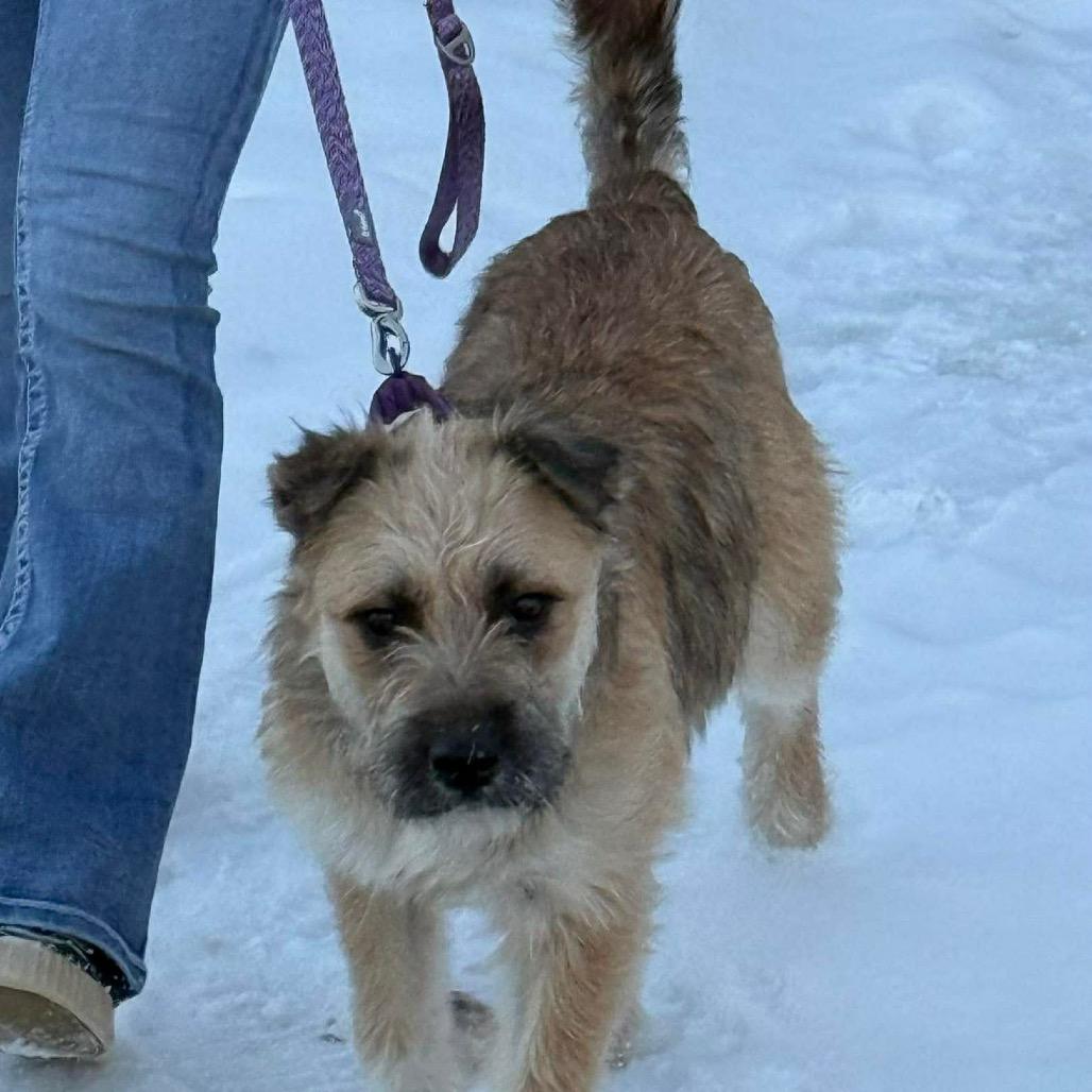 Enlarge Lexie, a Adoptable mixed breed in Tomah, WI image 4/6