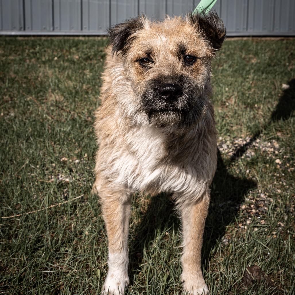 Enlarge Lexie, a Adoptable mixed breed in Tomah, WI image 5/6