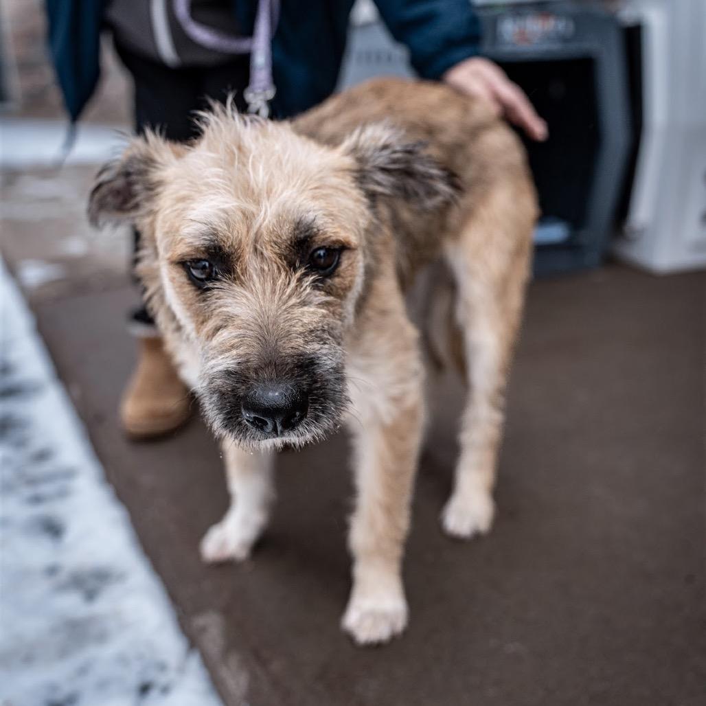 Enlarge Lexie, a Adoptable mixed breed in Tomah, WI image 6/6