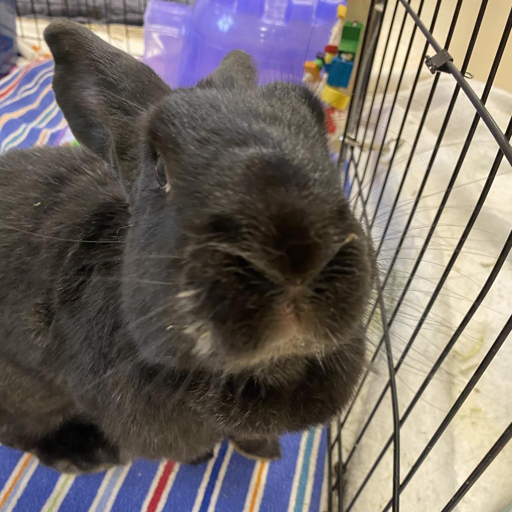 KitKat, Adoptable, Adult Female American.