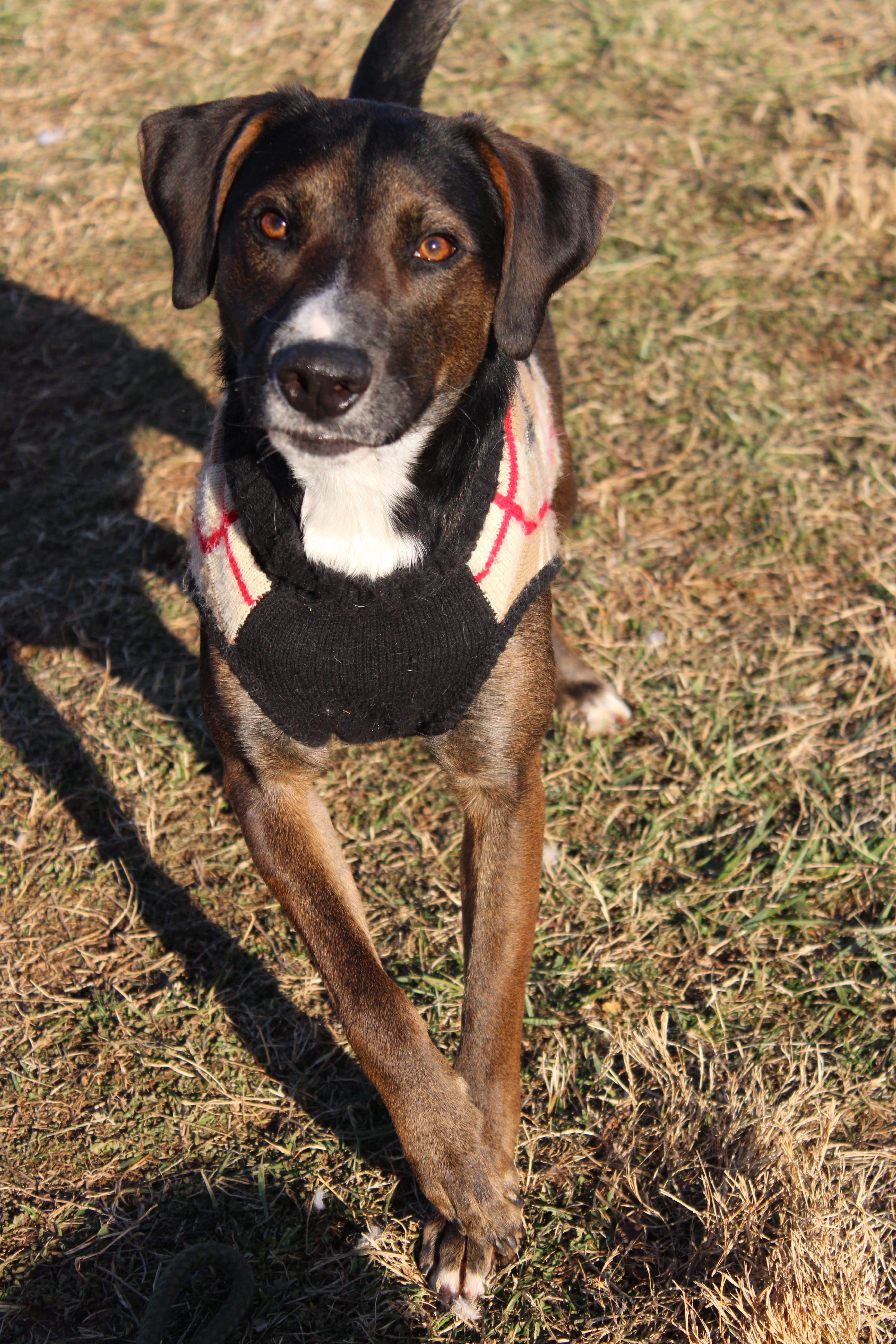 Kringle, ADOPTABLE, Adult Male Hound & Shepherd.