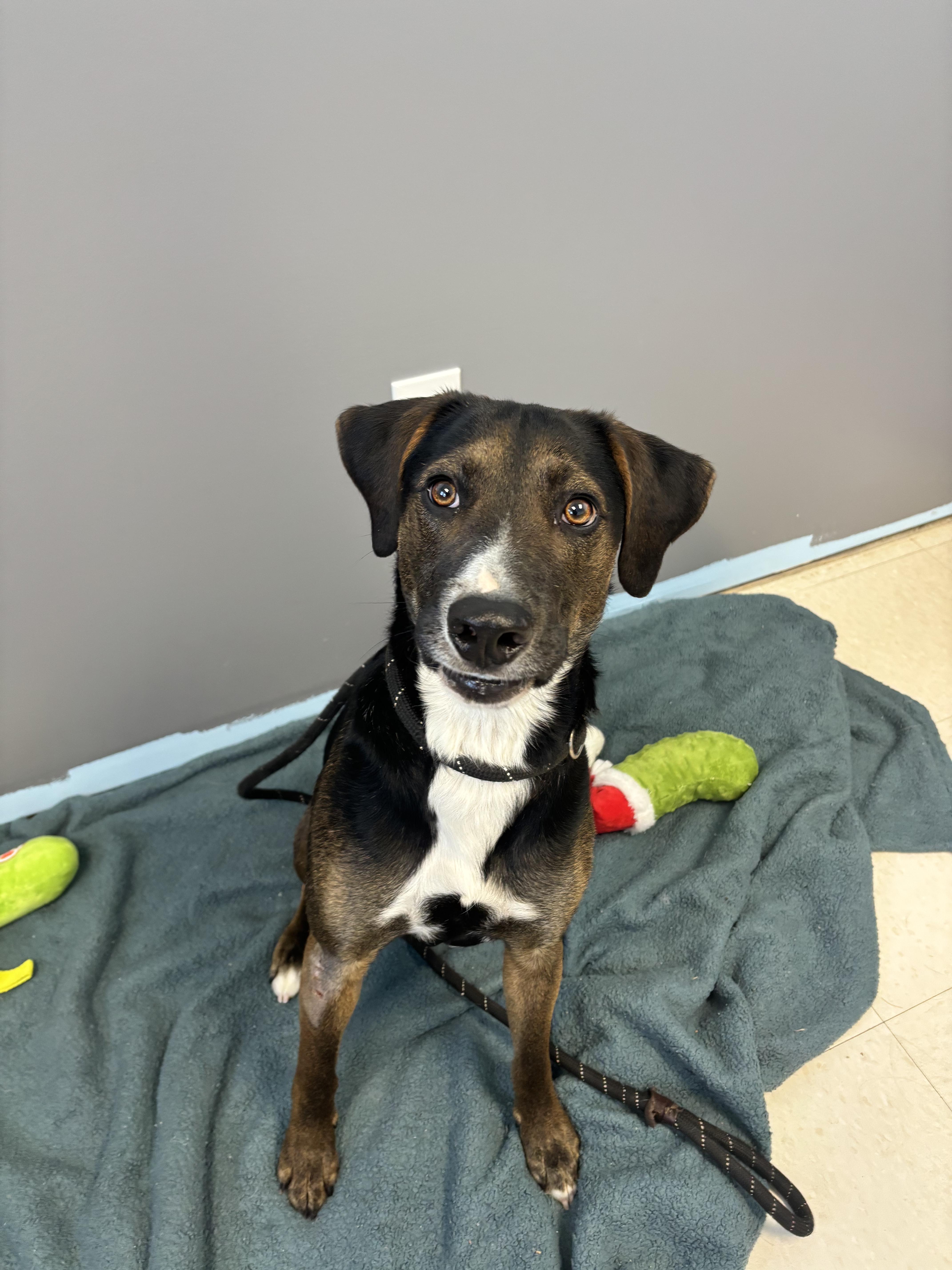 Enlarge Kringle, a ADOPTABLE Hound in Culpeper, VA image 1/1