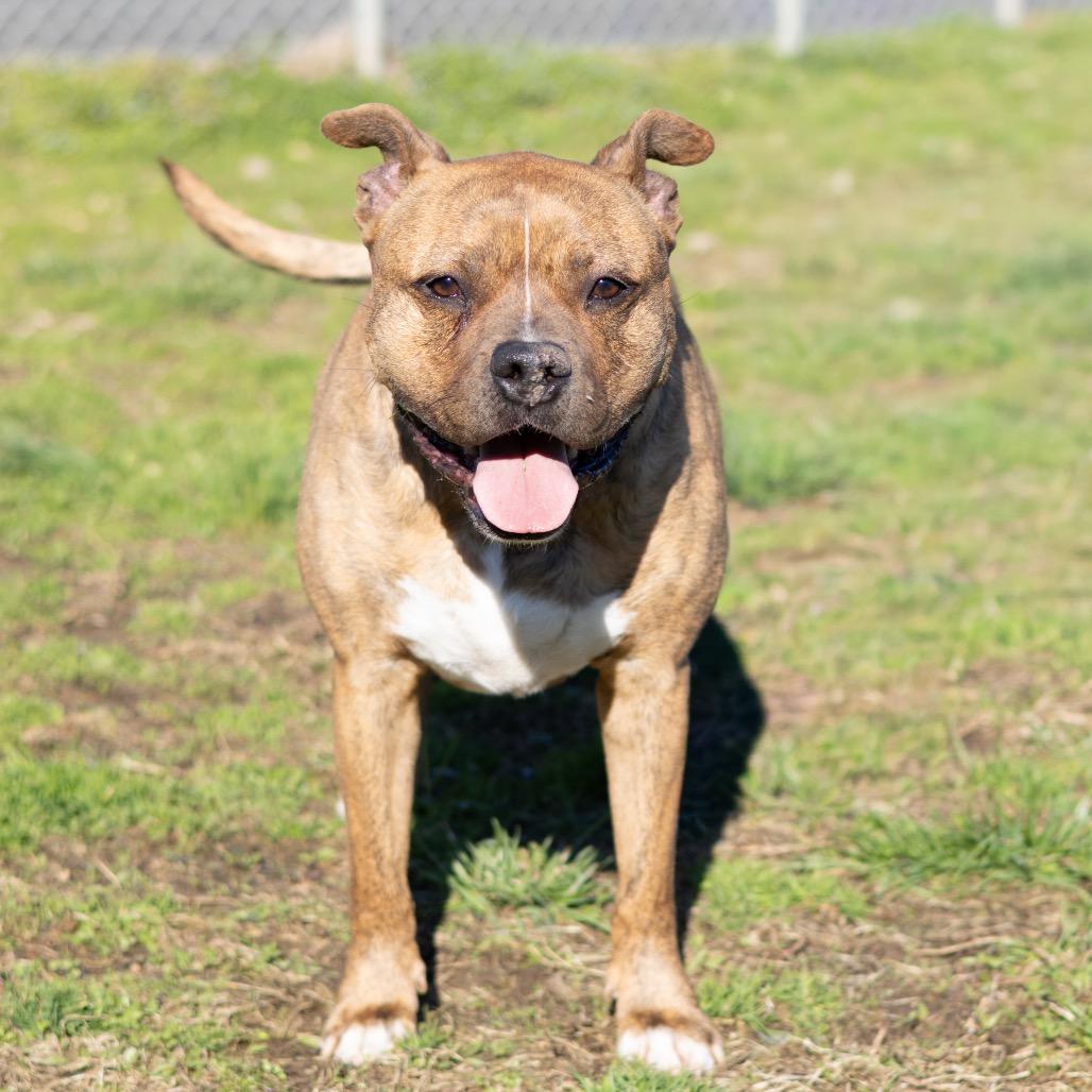 Enlarge Zeus, a Adoptable mixed breed in Newark, DE image 1/6