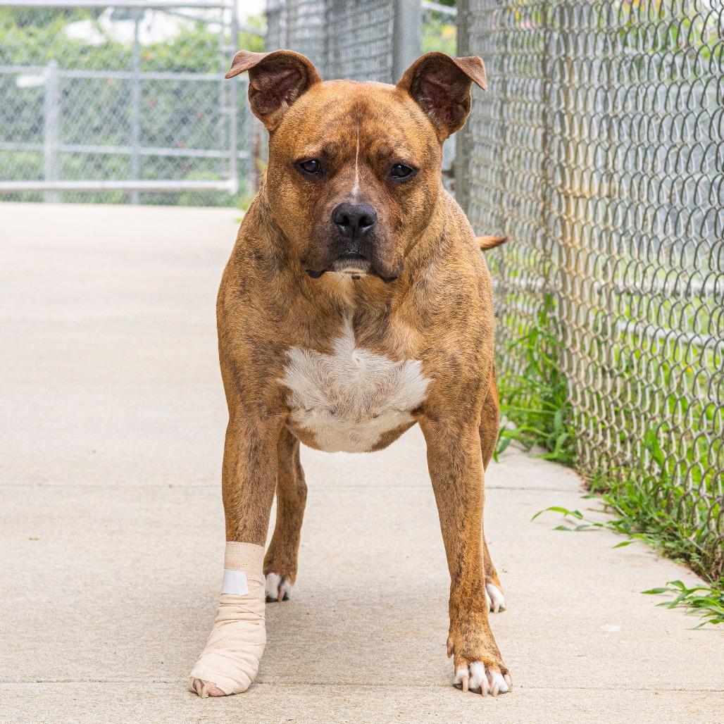 Zeus, Adoptable, Senior Male Boxer & Mixed Breed.