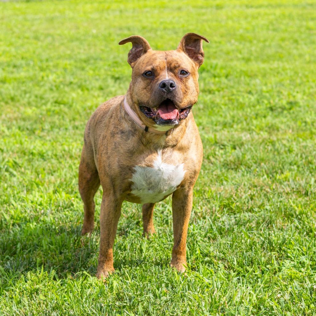 Enlarge Zeus, a Adoptable mixed breed in Newark, DE image 2/6