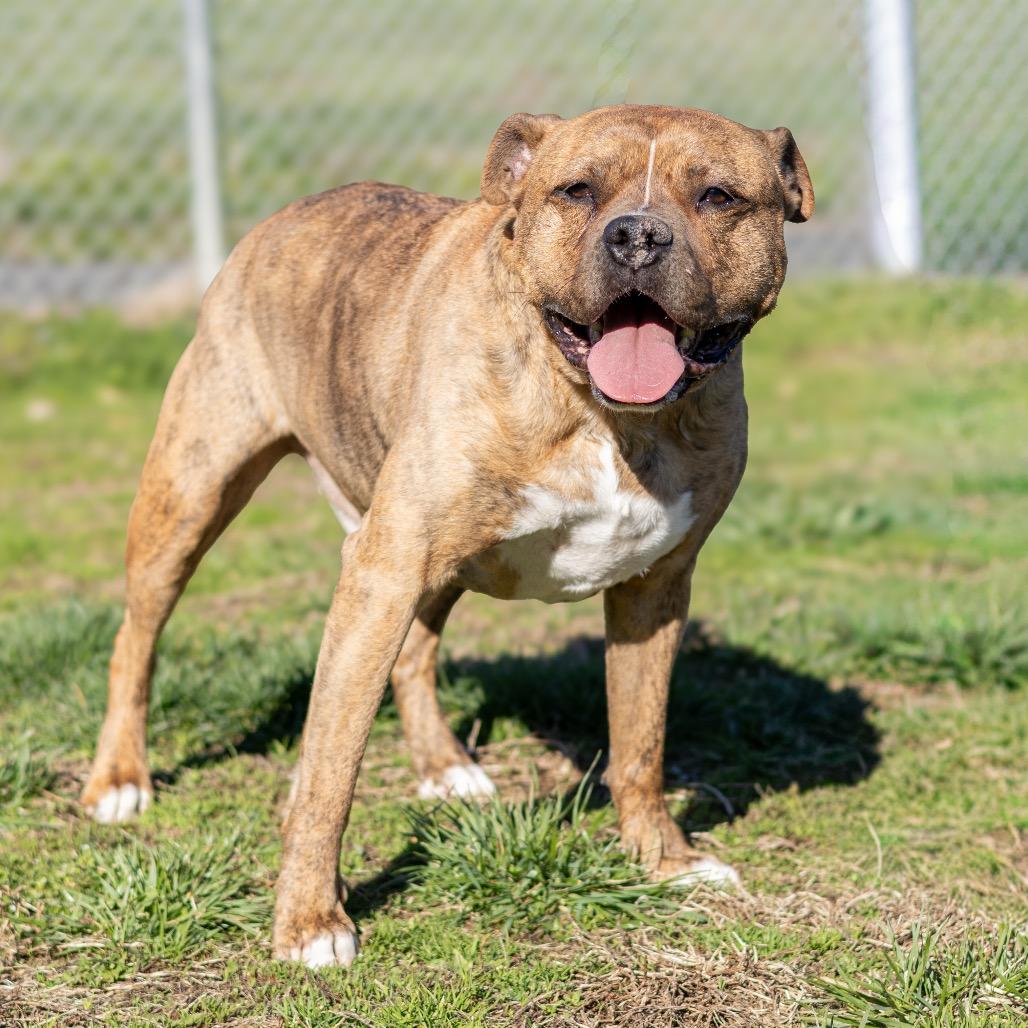 Enlarge Zeus, a Adoptable mixed breed in Newark, DE image 3/6