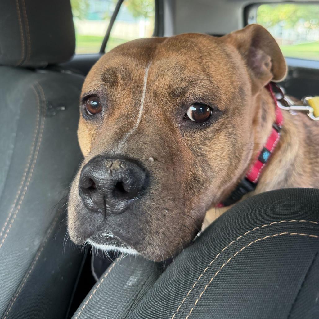 Enlarge Zeus, a Adoptable mixed breed in Newark, DE image 4/6