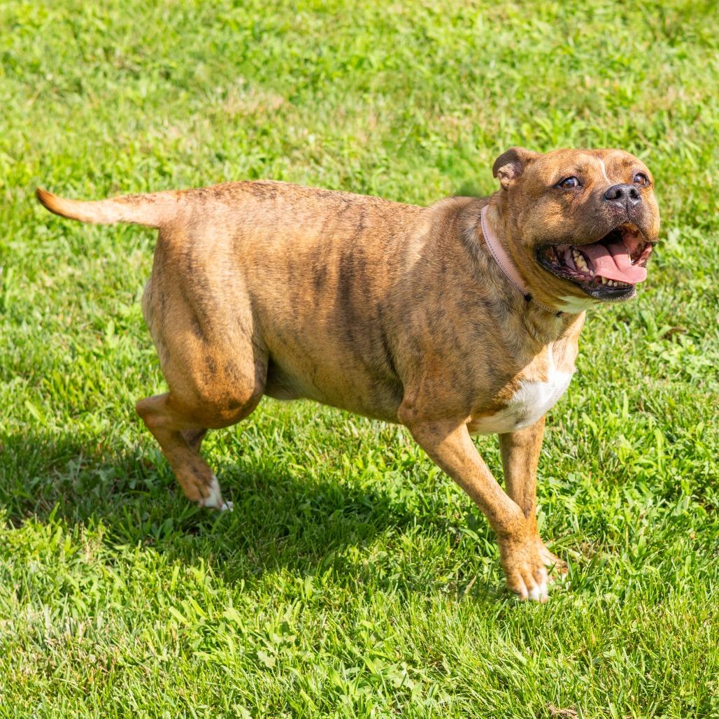 Enlarge Zeus, a Adoptable mixed breed in Newark, DE image 4/6