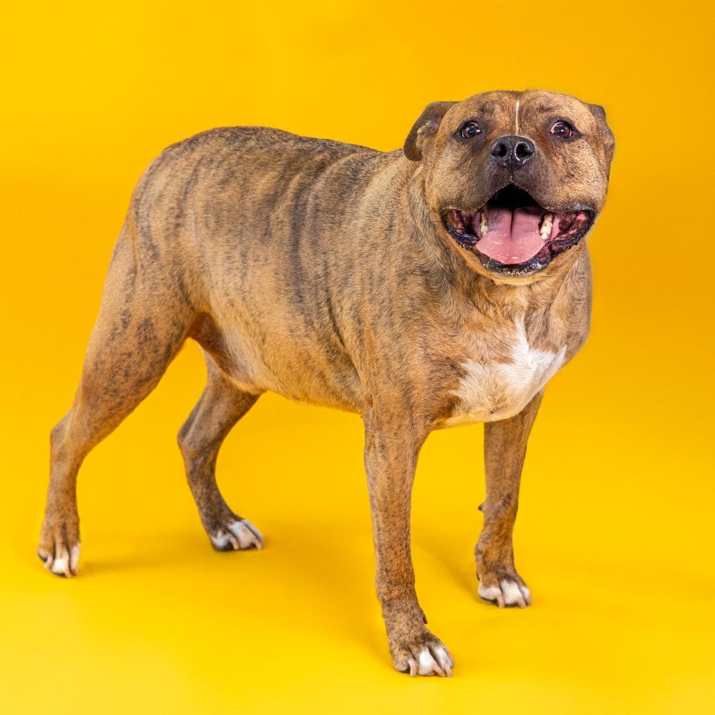 Enlarge Zeus, a Adoptable mixed breed in Newark, DE image 5/6