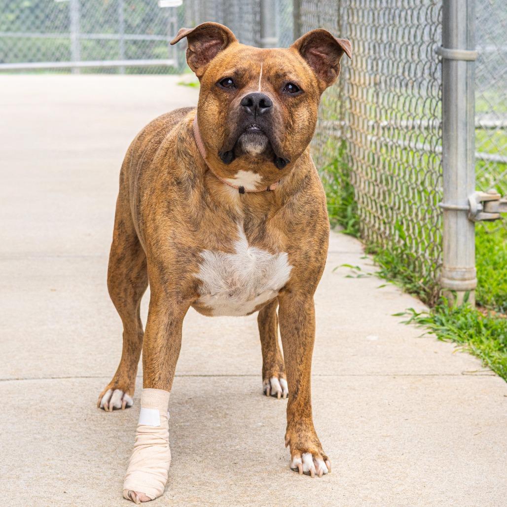 Enlarge Zeus, a Adoptable mixed breed in Newark, DE image 6/6