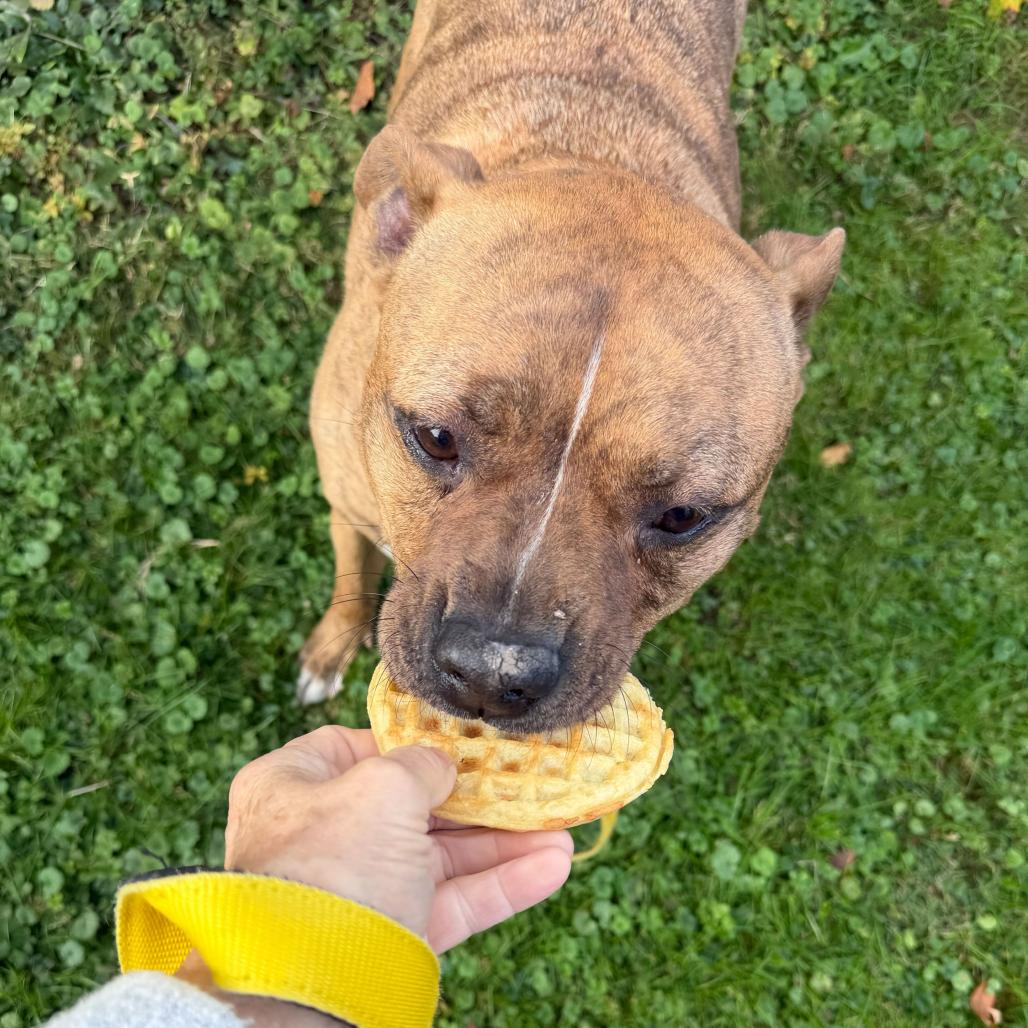 Enlarge Zeus, a Adoptable mixed breed in Newark, DE image 6/6