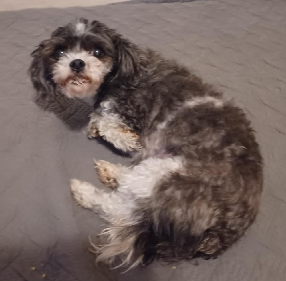 Layla, Adoptable, Senior Female Shih Tzu & Bichon Frise.