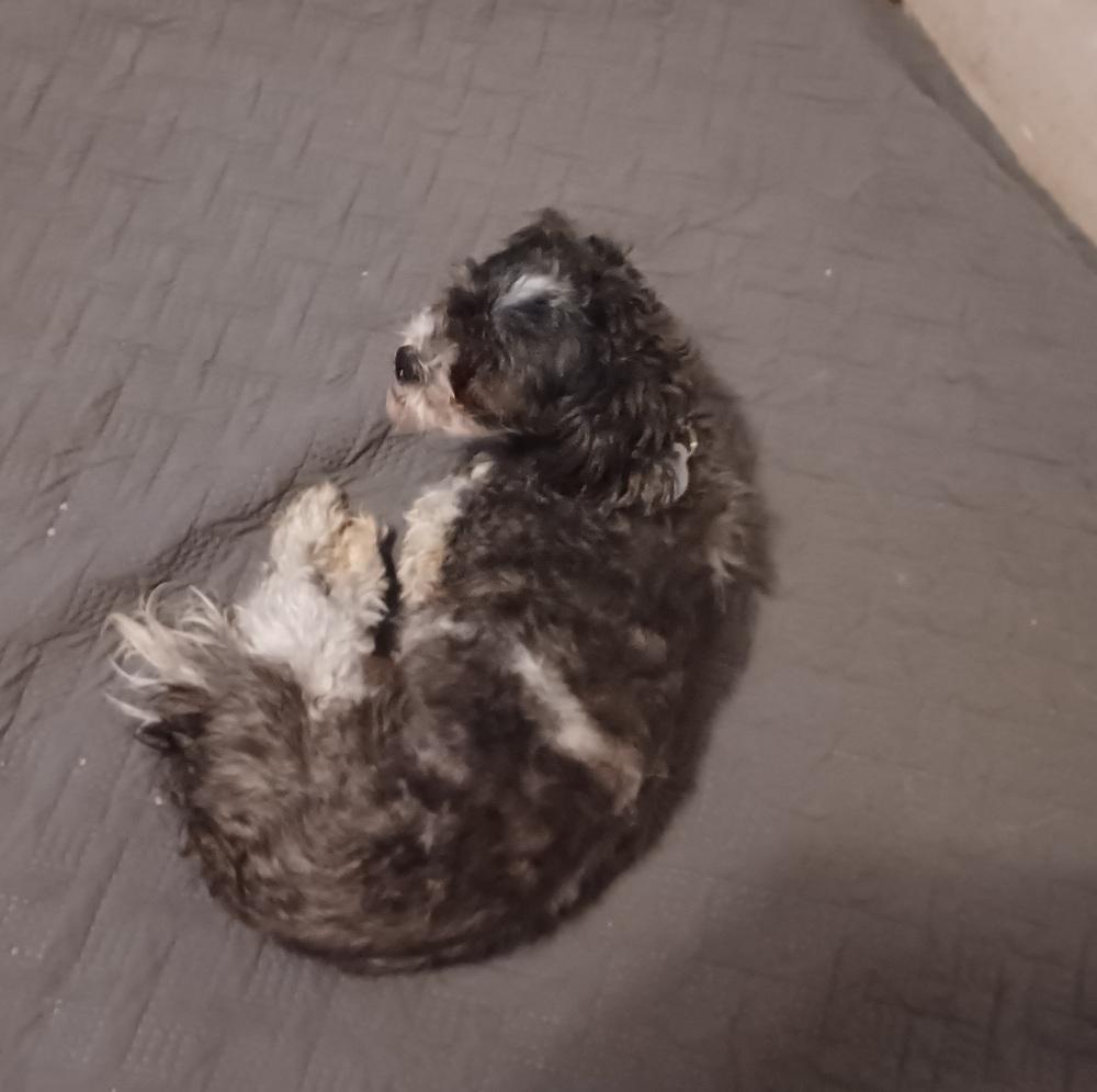 Enlarge Layla, a Adoptable mixed breed in East Greenville, PA image 2/4