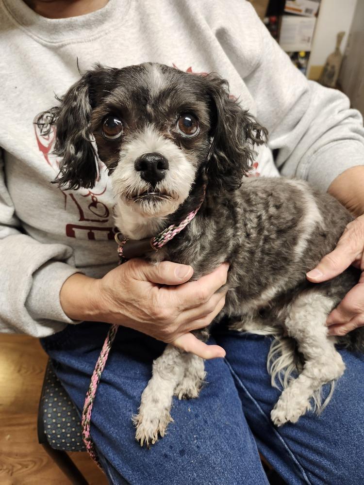 Enlarge Layla, a Adoptable mixed breed in East Greenville, PA image 4/4