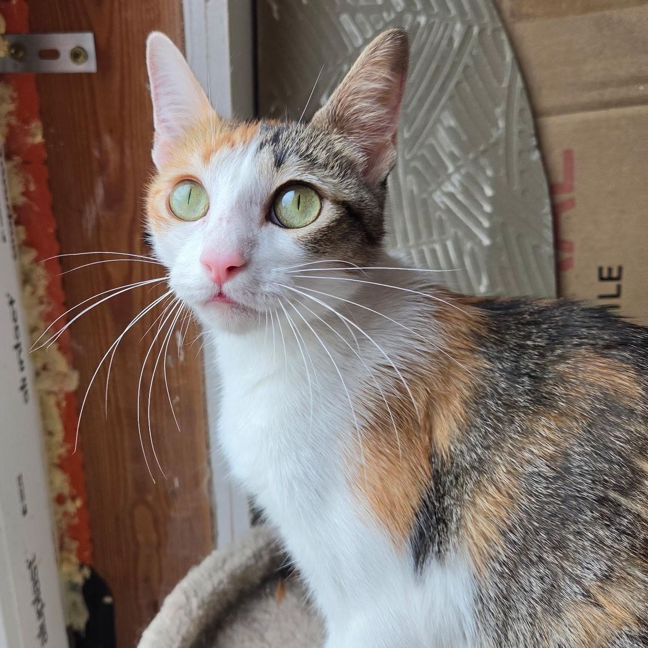 Chloe, a ADOPTABLE Domestic Short Hair in Renton , WA image 4/4