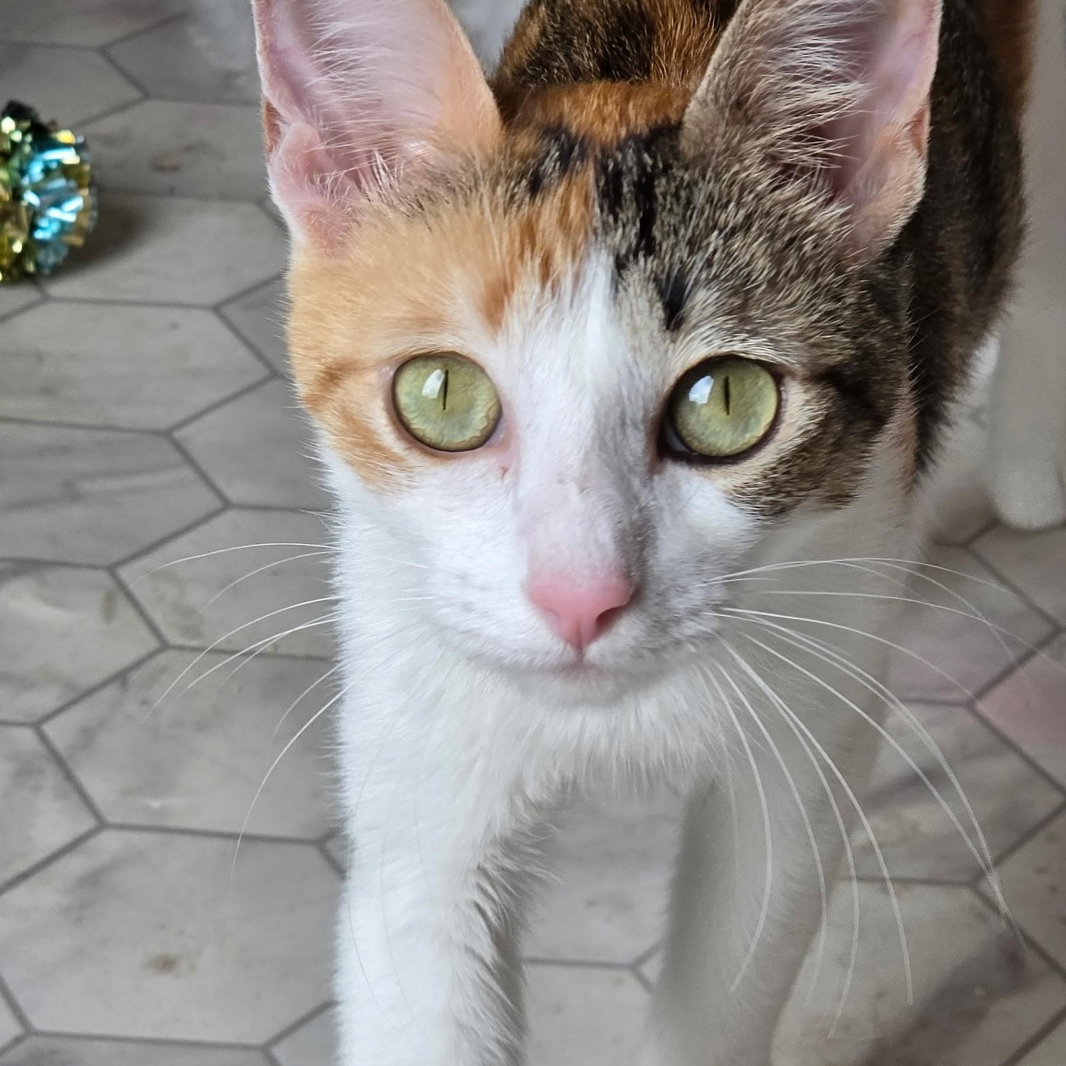 Chloe, a ADOPTABLE Domestic Short Hair in Renton , WA image 2/4