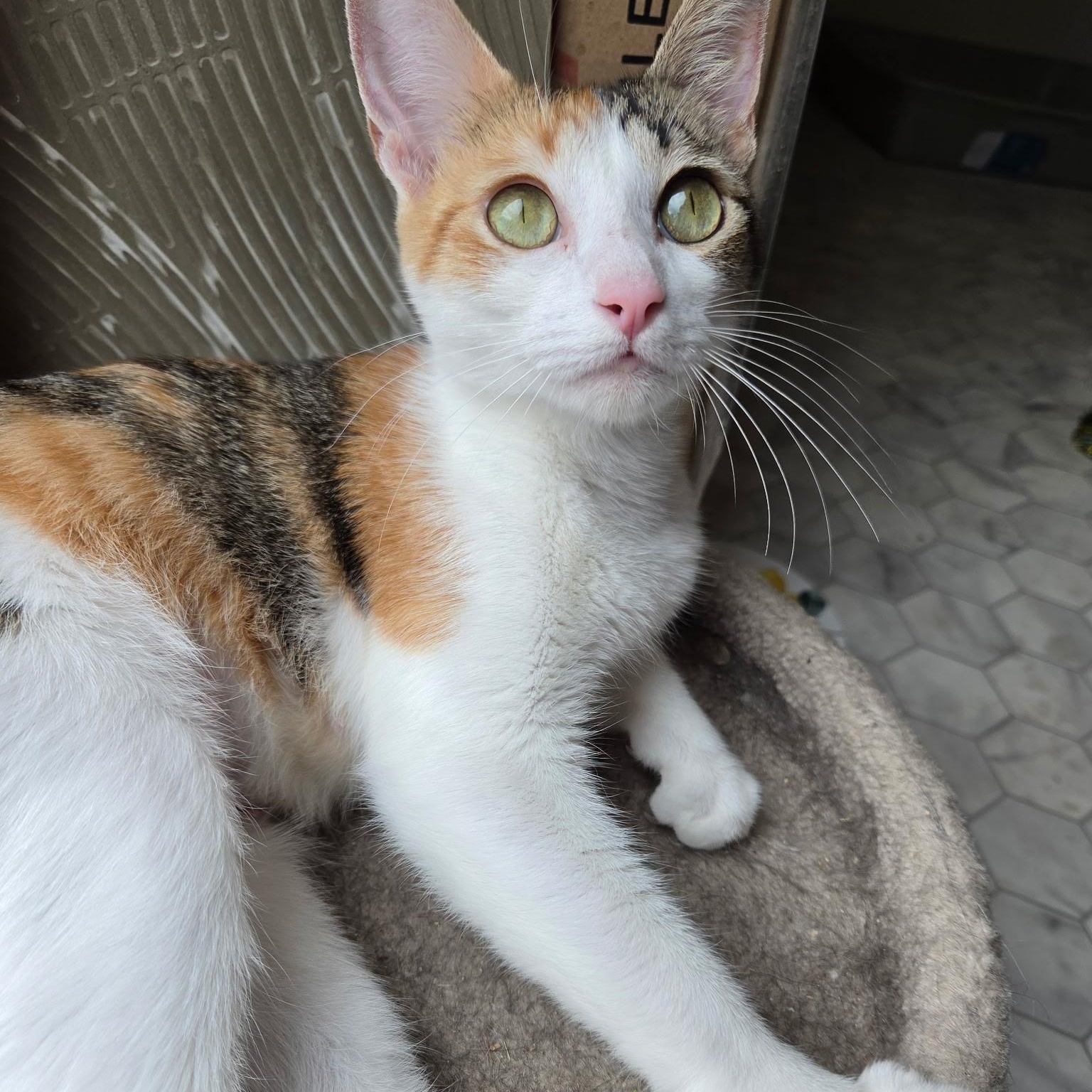 Chloe, a ADOPTABLE Domestic Short Hair in Renton , WA image 3/4