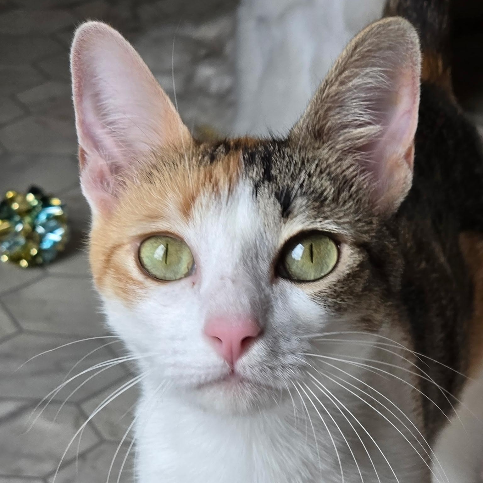 Chloe, a ADOPTABLE Domestic Short Hair in Renton , WA image 1/4