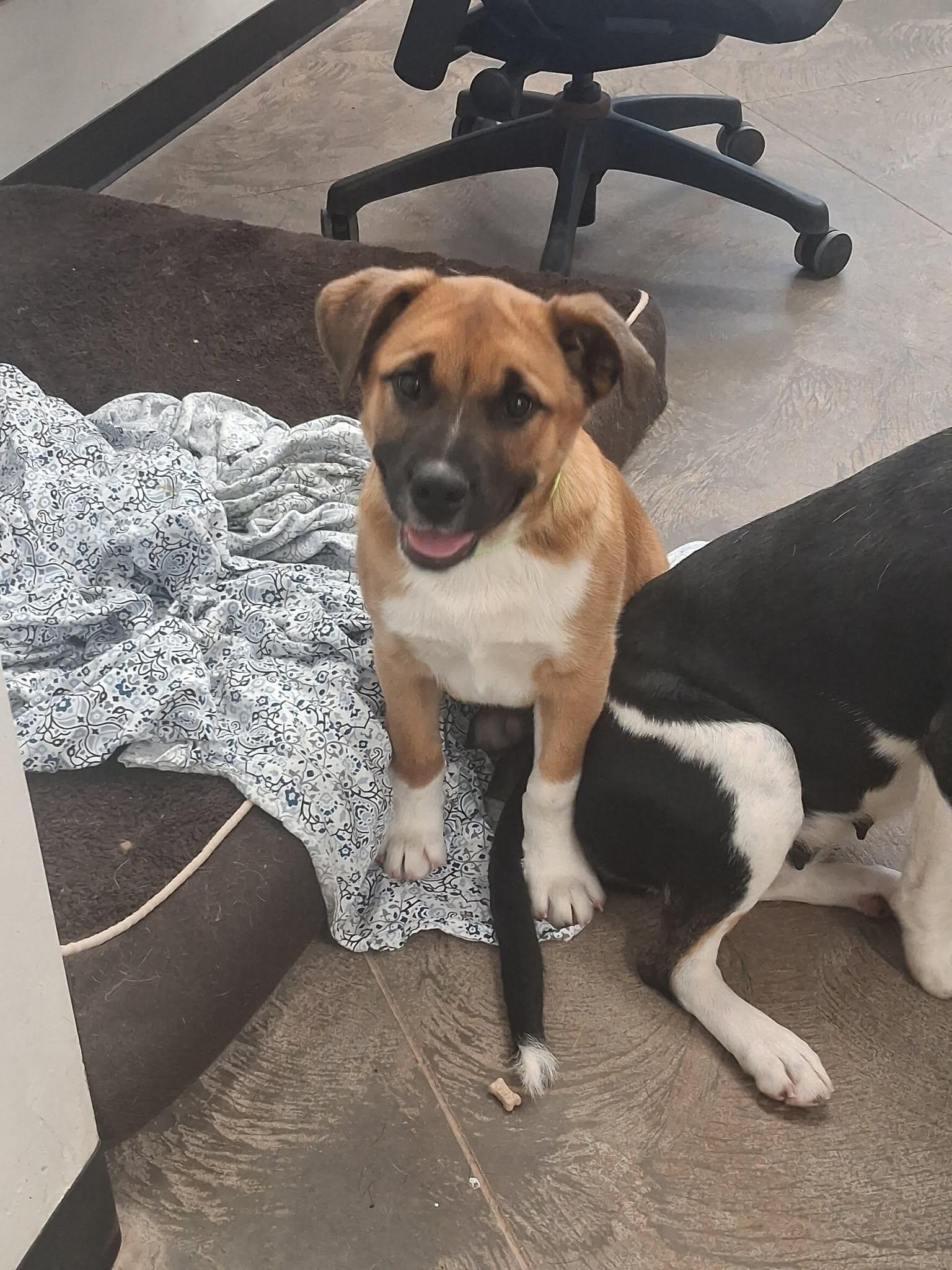 Enlarge Fat Boy, a ADOPTABLE mixed breed in Roosevelt, UT image 2/2