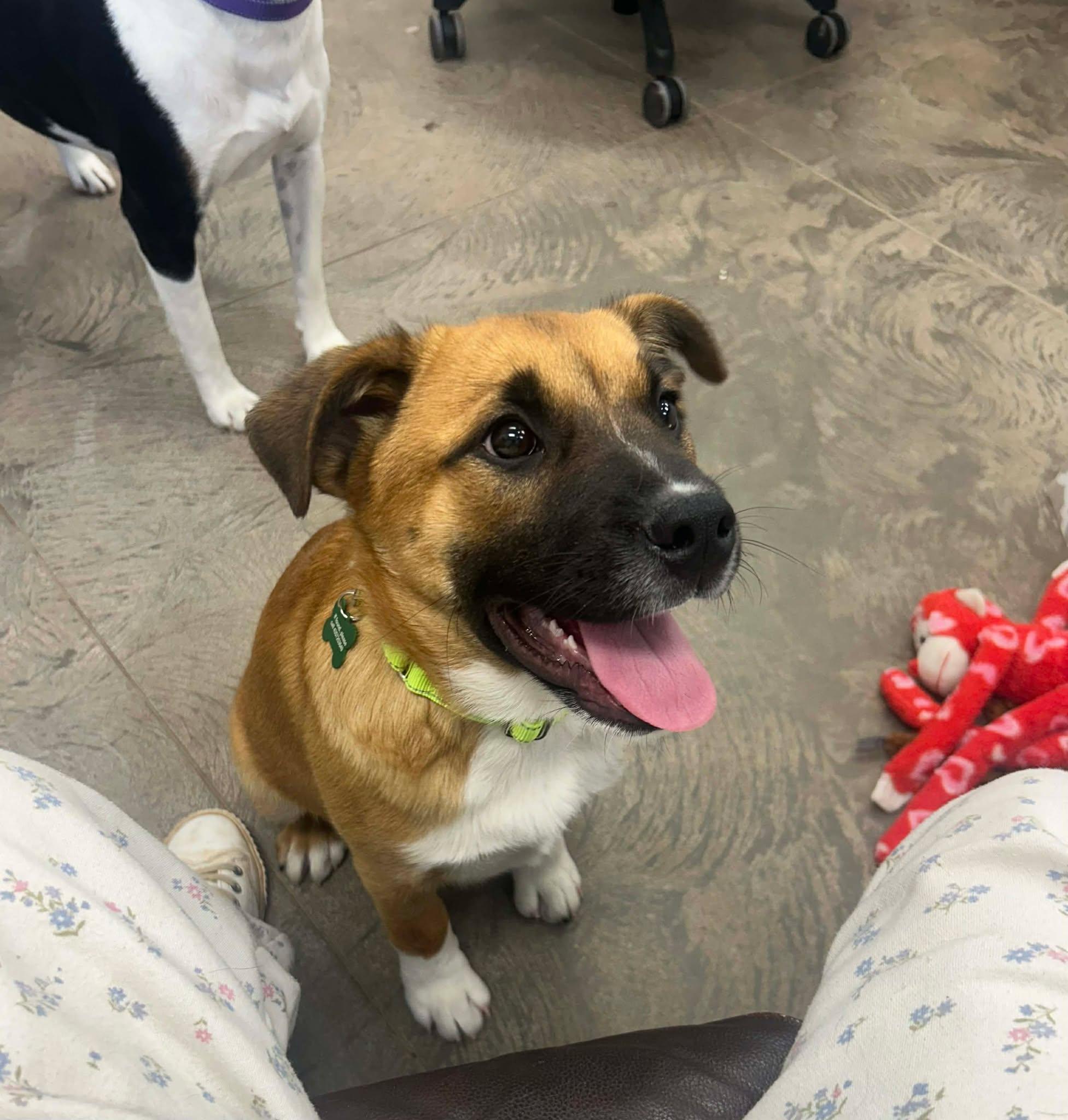Enlarge Fat Boy, a ADOPTABLE mixed breed in Roosevelt, UT image 1/2