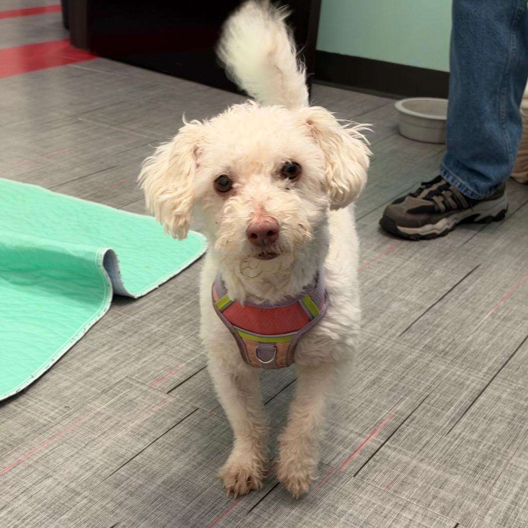 Moana, Adoptable, Senior Female Mixed Breed.