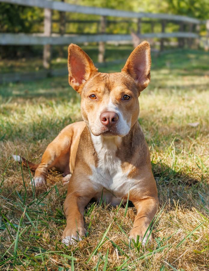 Enlarge Laurel, a Adoptable mixed breed in Xenia, OH image 1/5