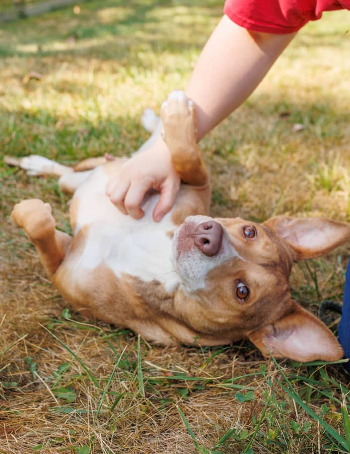 Enlarge Laurel, a Adoptable mixed breed in Xenia, OH image 2/5