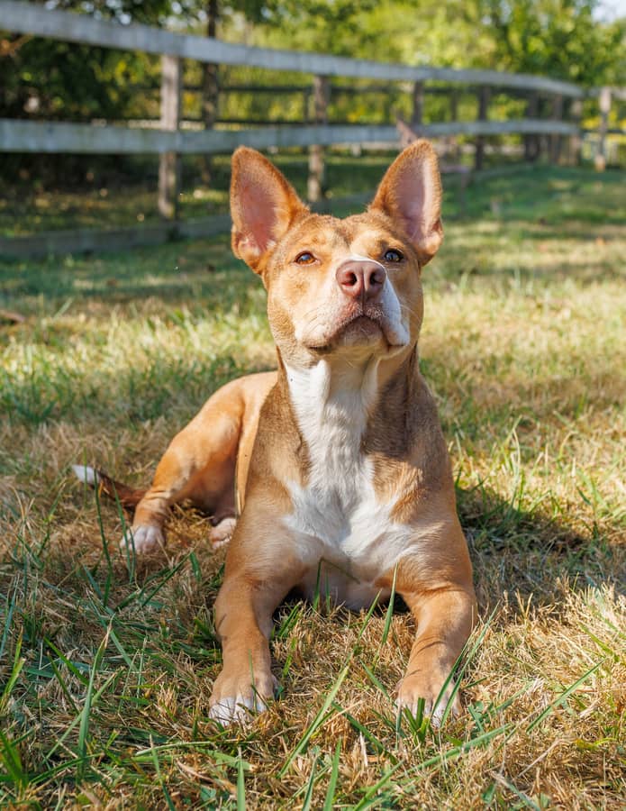 Enlarge Laurel, a Adoptable mixed breed in Xenia, OH image 3/5