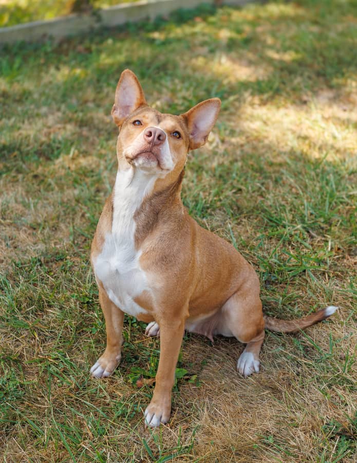 Enlarge Laurel, a Adoptable mixed breed in Xenia, OH image 4/5