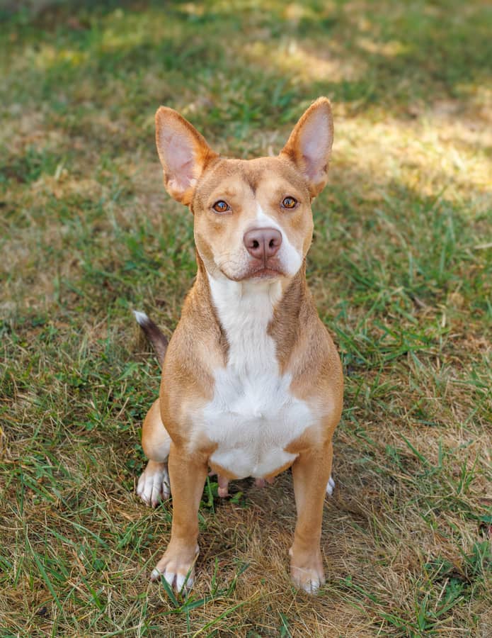Enlarge Laurel, a Adoptable mixed breed in Xenia, OH image 5/5